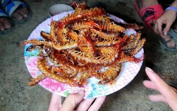 梦见大蜈蚣是什么意思_梦见大蜈蚣的吉凶预兆