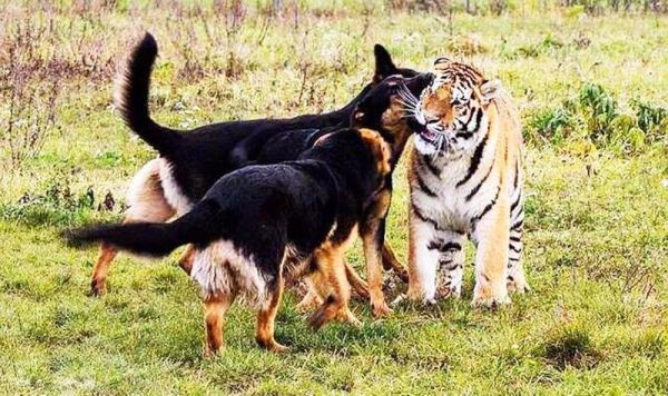 属狗男和属虎女相配吗_婚姻如何长久