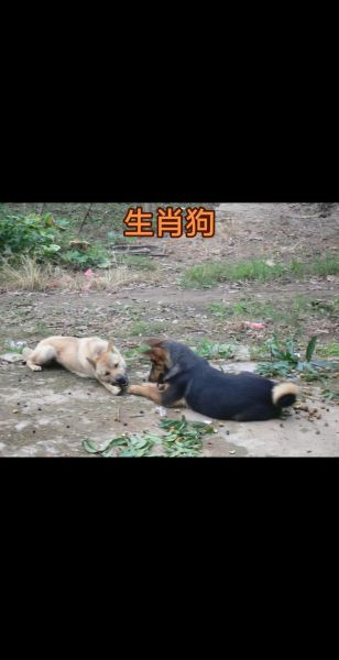 狗今年运势2017年_属狗人2017年运势如何