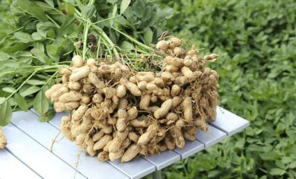 梦到大花生_梦见大花生是什么意思