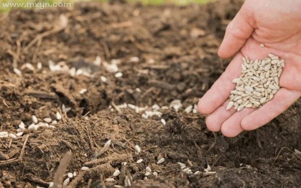 孕妇梦到种地是什么意思_孕妇梦见种地预示什么