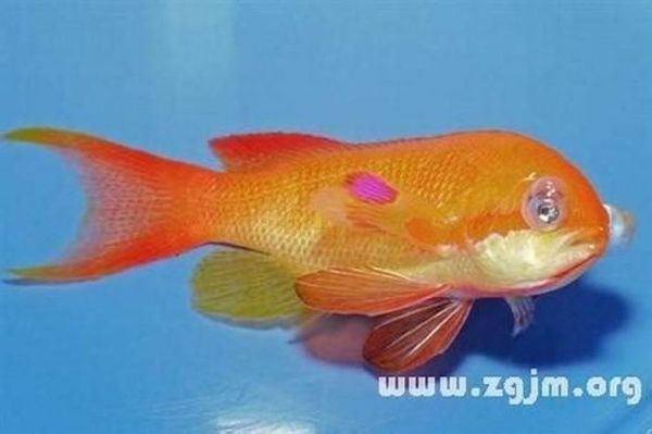 梦到吃剩鱼是什么意思_梦到吃剩鱼预示着什么