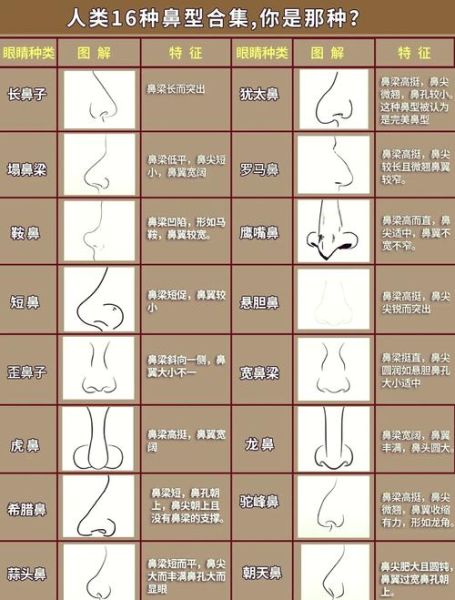 鼻子看运势_鼻子形状与命运的关系