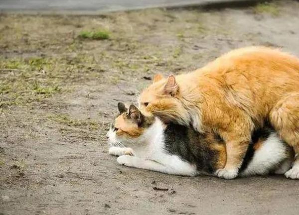 梦到猫和狗什么意思_梦见猫狗一起出现是什么预兆