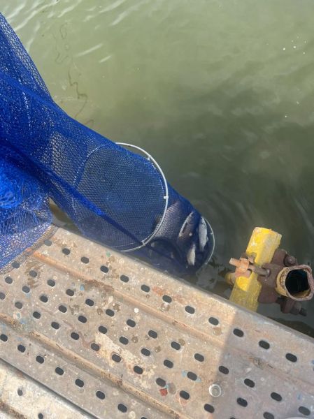 梦到鱼跳上岸是什么意思_鱼跳上岸预示什么