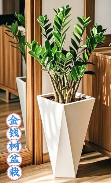 盆栽摆放位置会影响财运吗_家里放什么盆栽招财