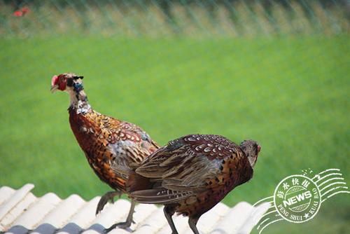 梦到野鸡是什么意思_野鸡在梦里代表什么