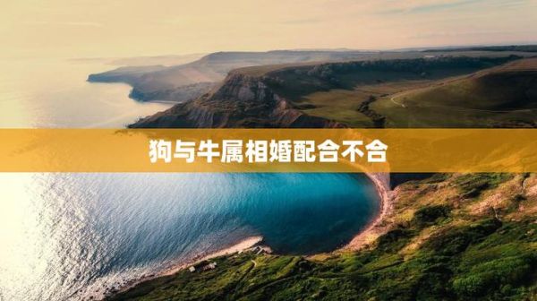 属狗和属牛合不合_狗牛配对优缺点