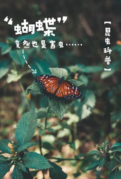 梦到捕蝴蝶是什么意思_梦见抓蝴蝶预示什么