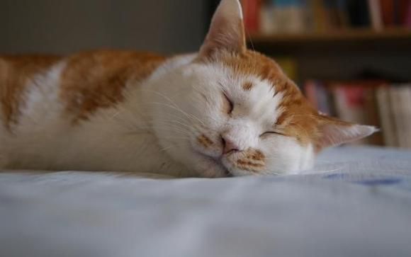 梦到橘猫_是什么意思