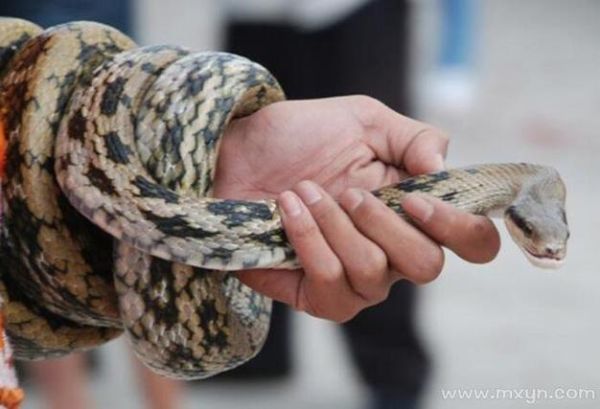 梦到蛇身人头的女人_是什么预兆