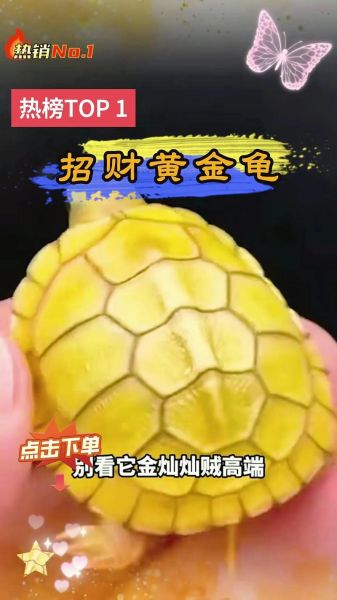 梦到金钱龟是什么意思_金钱龟梦境预示什么