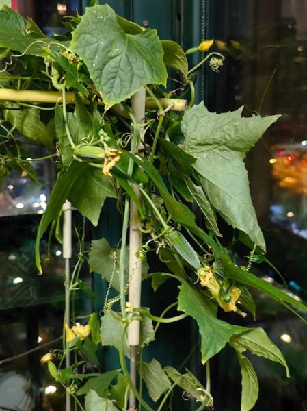 梦到长瓜是什么意思_长瓜梦境解析与吉凶