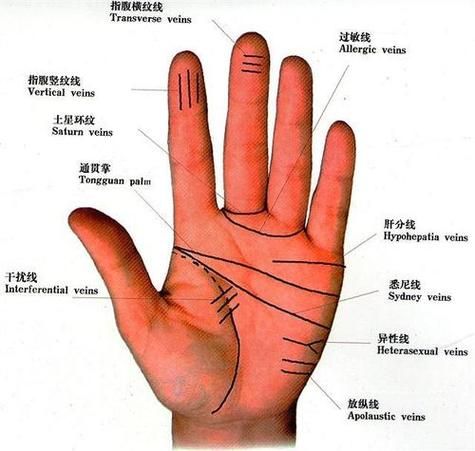 财运线和成功线相交代表什么_手相图解