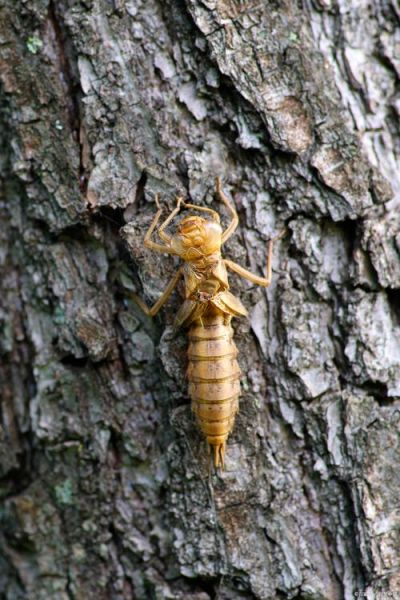 梦到蝉的幼虫是什么意思_蝉的幼虫梦境解析