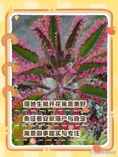梦到植物根是什么意思_梦见植物根预示什么