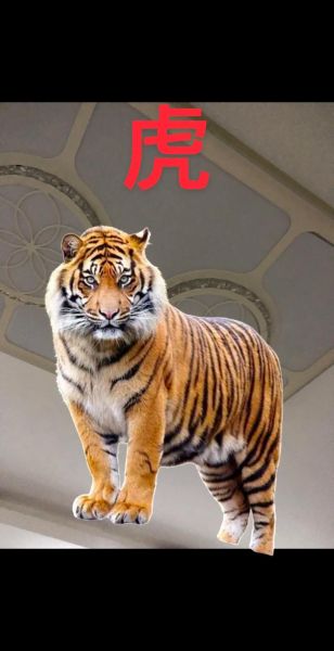 74年属虎今年运势如何_74年属虎2025年财运