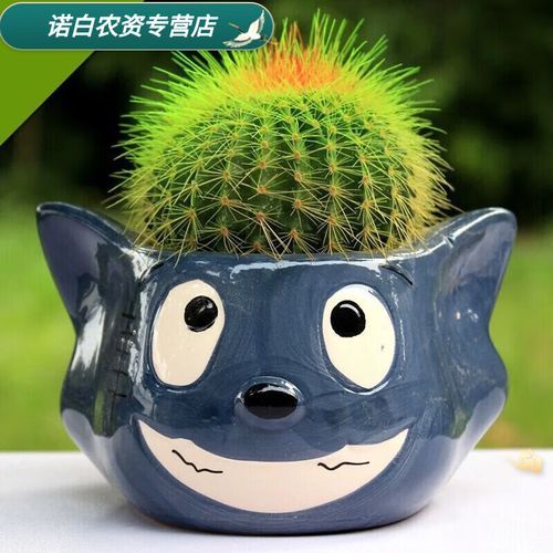 2018盆栽属相_哪些植物最旺狗年运势