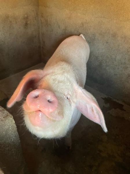 梦到杀猪是什么意思_梦见杀猪流血了怎么办