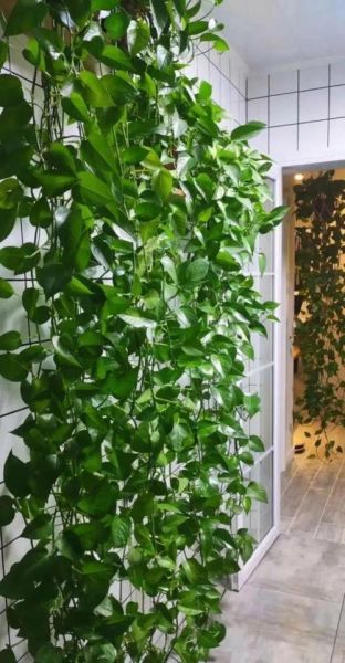 绿萝适合什么属相养_风水禁忌有哪些