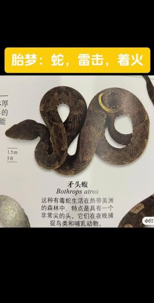 怀孕了梦到被大蛇追咬_胎梦预示什么