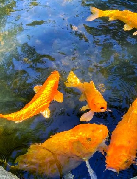 属相风水鱼养几条最旺财_风水鱼颜色怎么选