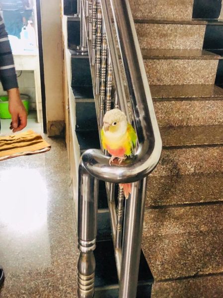 梦到吉祥鸟是什么意思_梦到吉祥鸟预示着什么