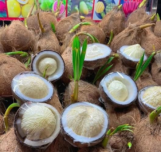 孕妇梦到椰子是什么意思_孕妇梦见椰子生男生女