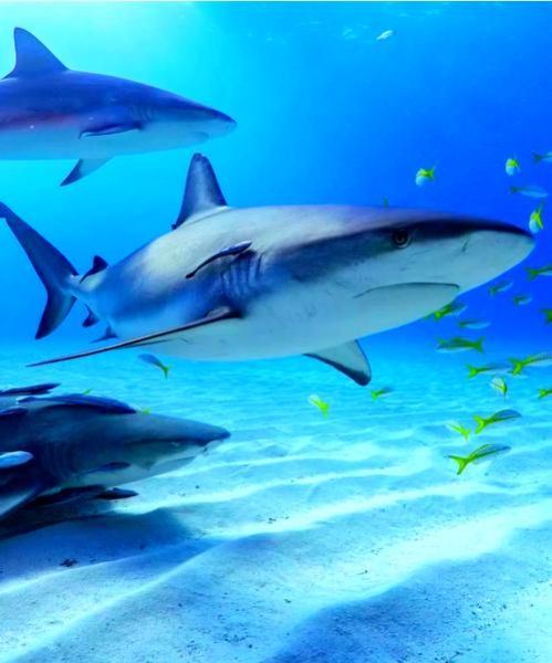 梦到鲨鱼咬我_梦见鲨鱼咬人预示什么