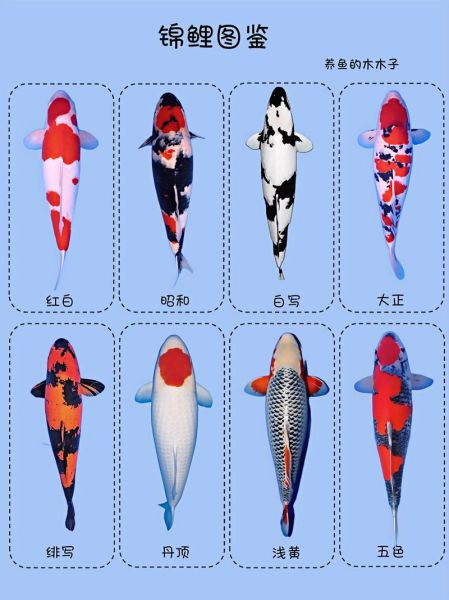 孕妇梦到红鲤鱼是什么意思_胎梦红鲤鱼预示男女吗