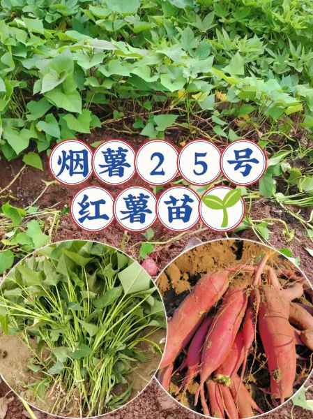 梦到红薯秧是什么意思_梦见红薯秧预示什么