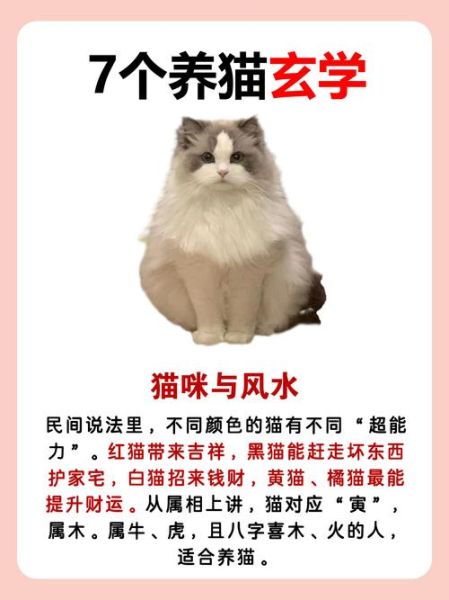 野猫进家招财还是破财_风水与科学解释