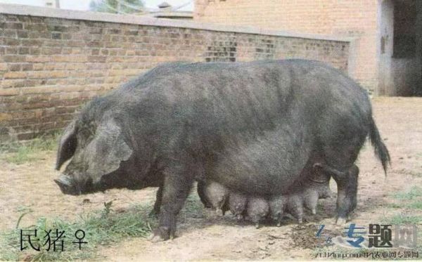 梦到一只猪是什么意思_梦见猪预示什么财运