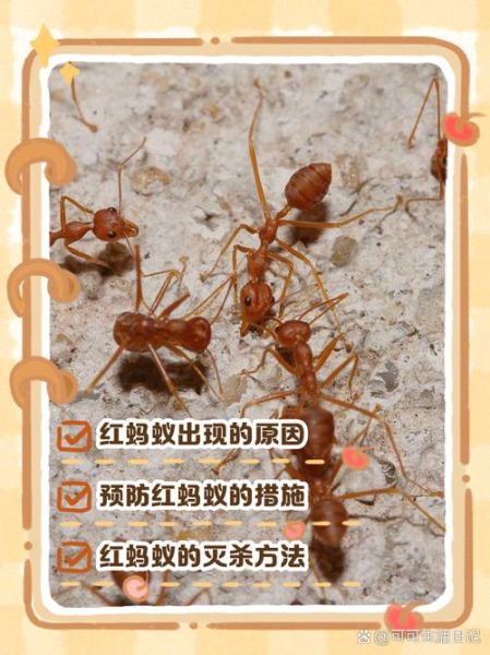 梦到红蚂蚁是什么意思_梦见红蚂蚁咬自己怎么办