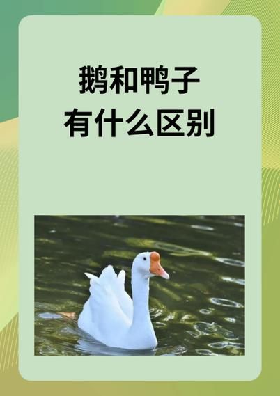 梦到捡到鹅是什么意思_梦见捡到鹅预示什么