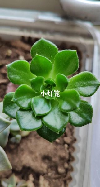 女人梦到绿色盆栽是什么意思_绿色盆栽梦境解析