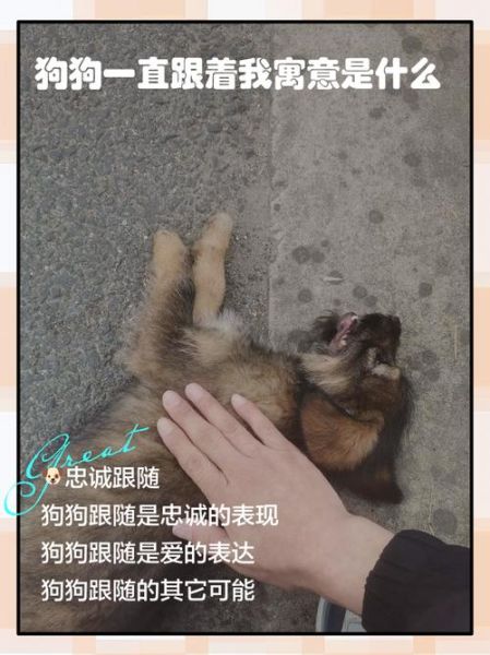 梦到小狗跟着我_周公解梦准吗