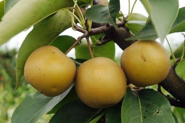 梦到摘梨吃是什么意思_周公解梦原版解析