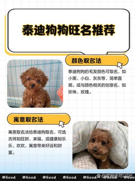 泰迪财运名字怎么取_泰迪财运名字有哪些