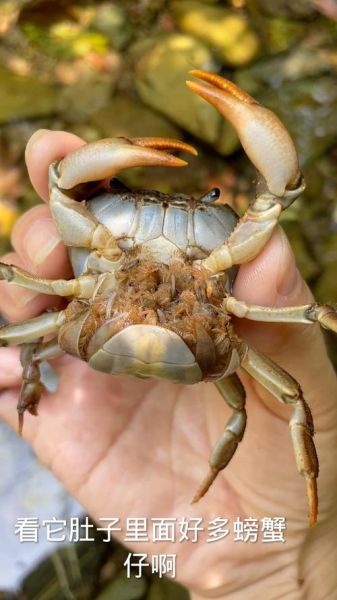 胎梦梦到螃蟹是男孩还是女孩_胎梦螃蟹预示什么