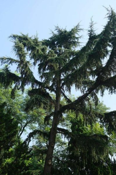 松柏木命适合什么属相_松柏木命最旺生肖