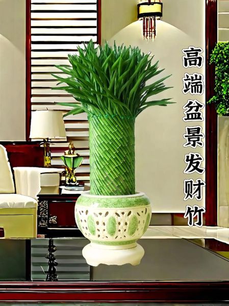 财运竹图片_如何摆放招财