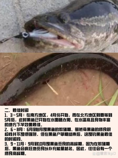 梦到钓黑鱼是什么意思_钓黑鱼梦境解析