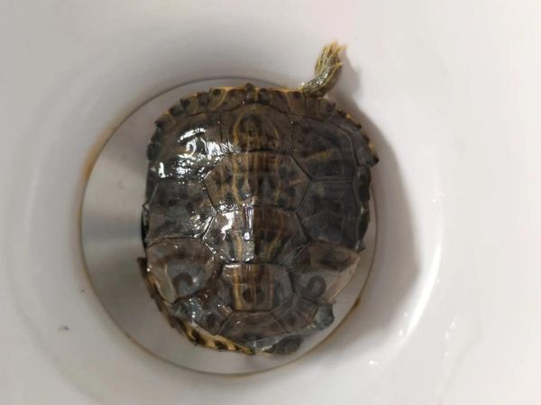 梦到乌龟死了_什么预兆