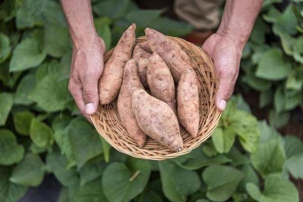 梦到捡红薯是什么意思_红薯梦境解析