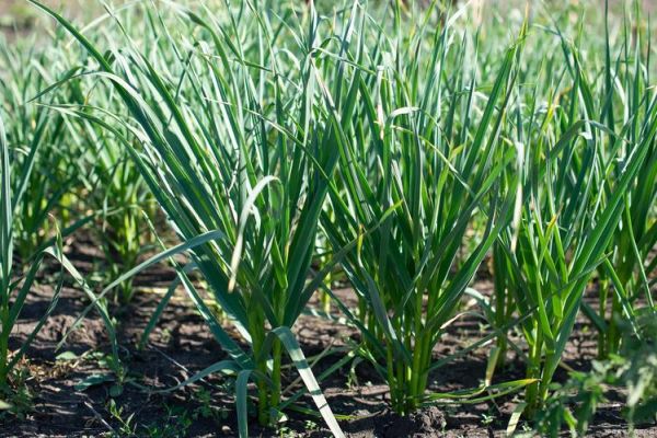 梦到韭菜是什么意思_梦见韭菜是吉兆吗