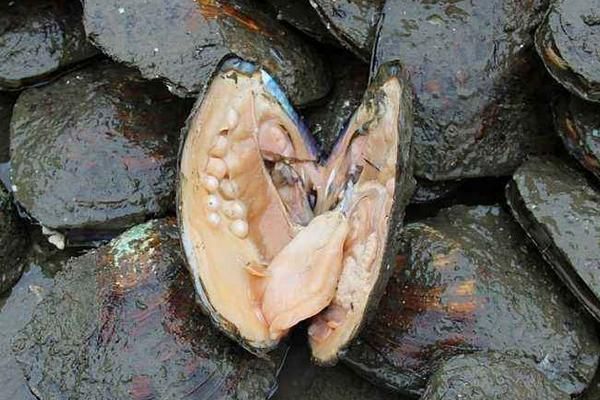 梦到摸河蚌_河蚌梦境寓意