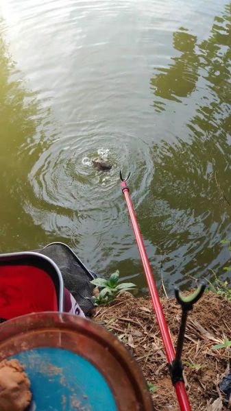 梦到钓鱼钓到王八_周公解梦准吗