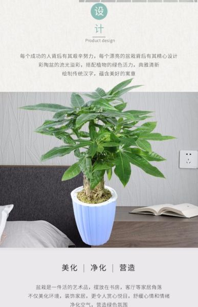 财运树价格多少钱一盆_财运树价格为什么差距大