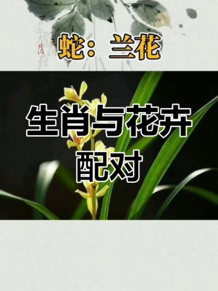 花属相是什么_不同生肖适合养哪些花